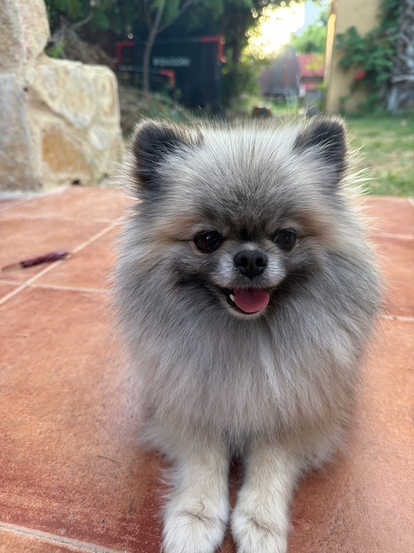 Outdoor gathering with food spread and fluffy Pomeranian companion