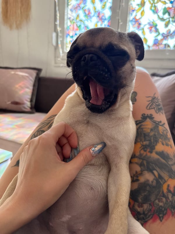 Pug puppy yawns and naps on a tattooed lap