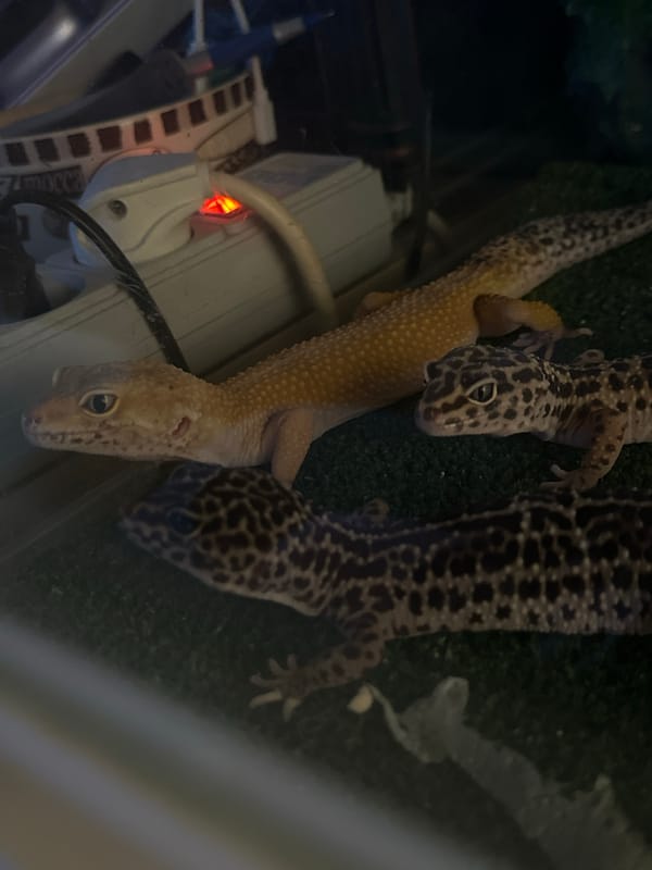 Moscow resident captures pet geckos and selfie moments