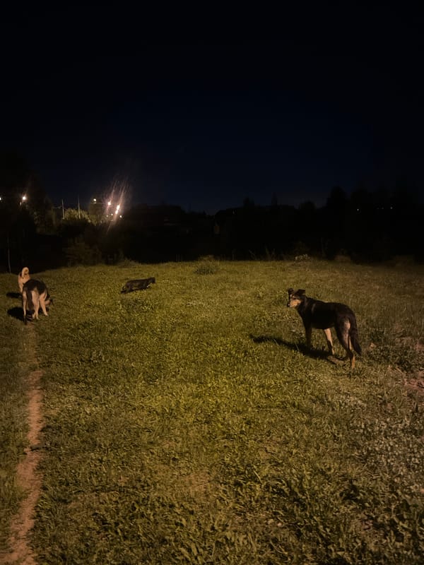 Evening pet activity documented across Nizhny Tagil neighborhoods