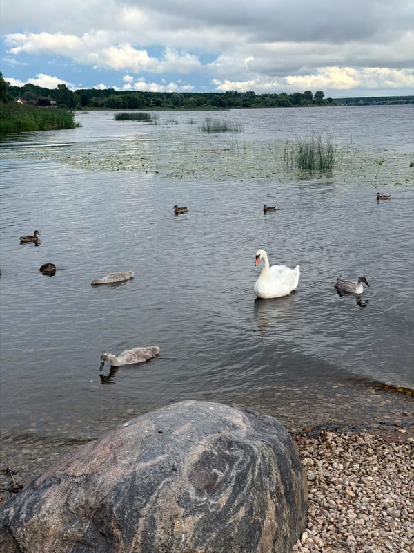 Swans and ducks share a calm Riga lake on an overcast day