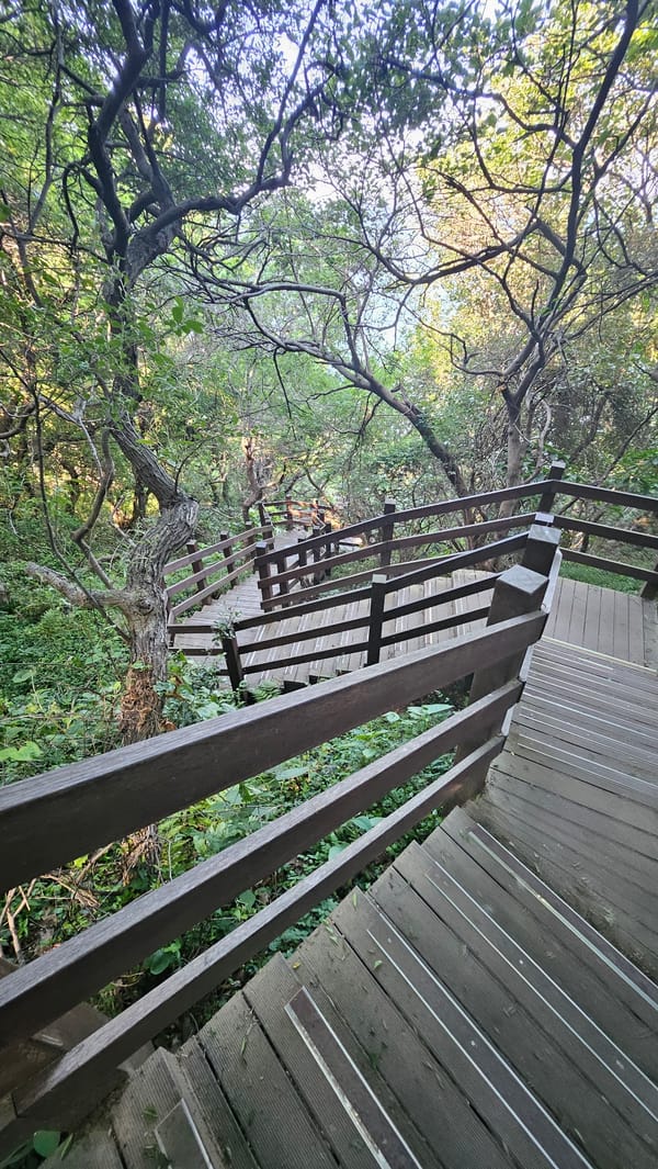 Wooden boardwalk captured winding through green forest in Busan