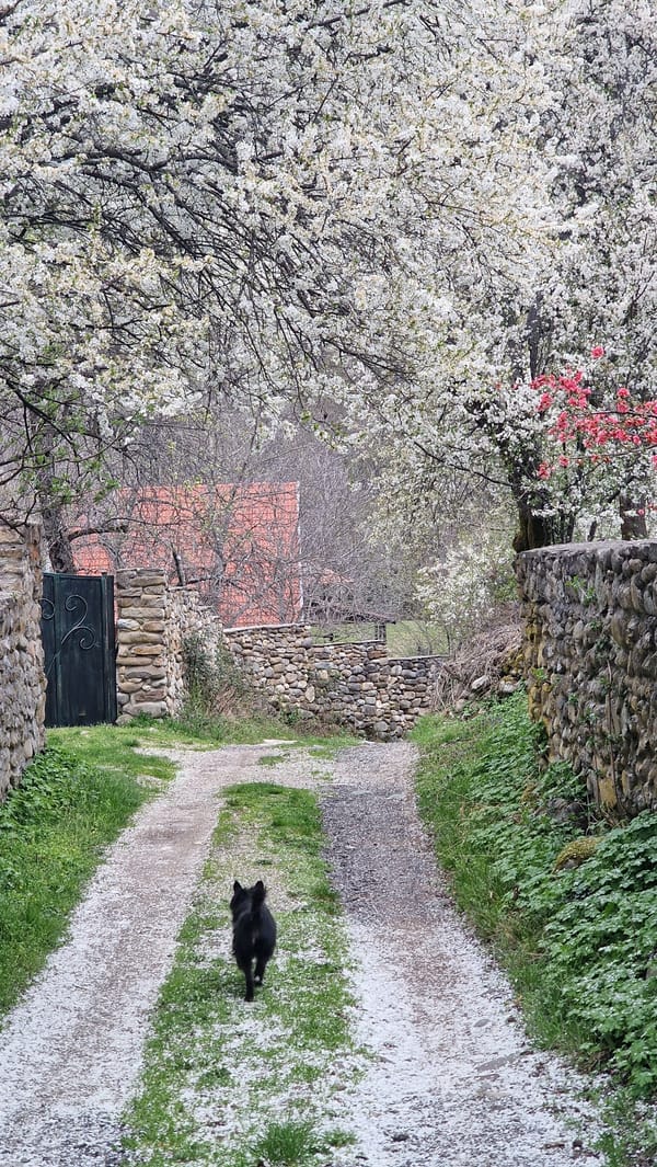 Dog caught in hailstorm on rural path in Bulgaria