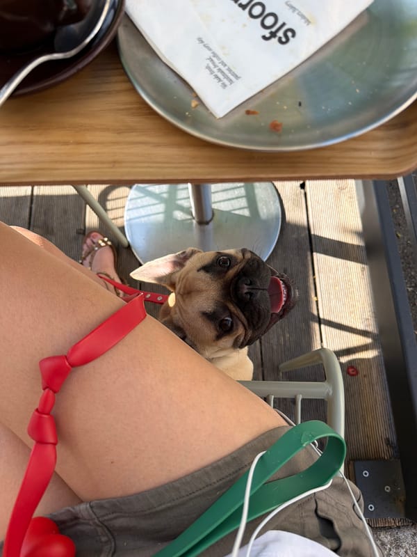 French Bulldog spotted at Milan bakery during morning coffee