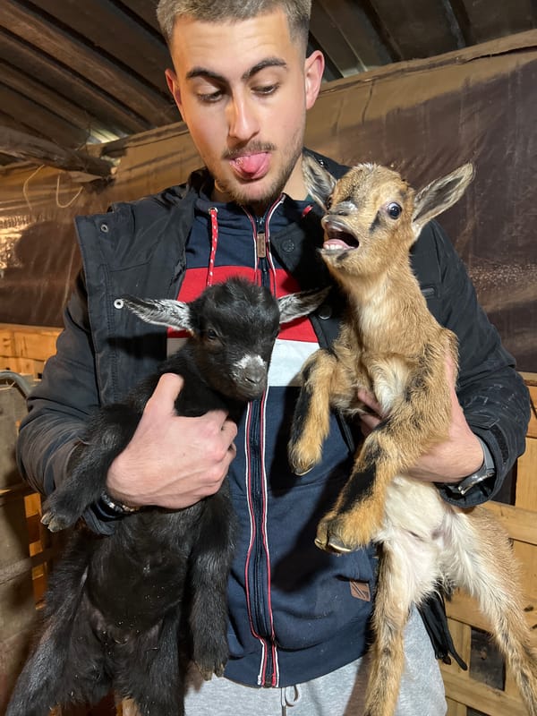 Man with baby goats, boy with dog in Berkovitsa