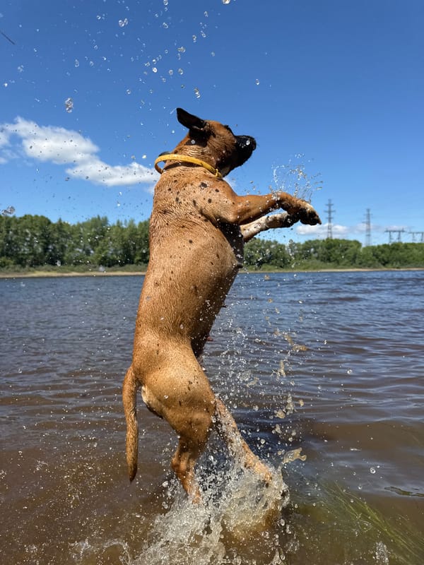 Dog leaps from water in dramatic splash in Chaikovsky