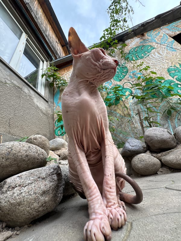 Cats spotted across Almaty courtyards and gardens Tuesday morning