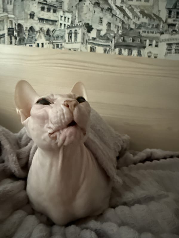 Domestic cats photographed resting indoors in Krasnoyarsk, Russia