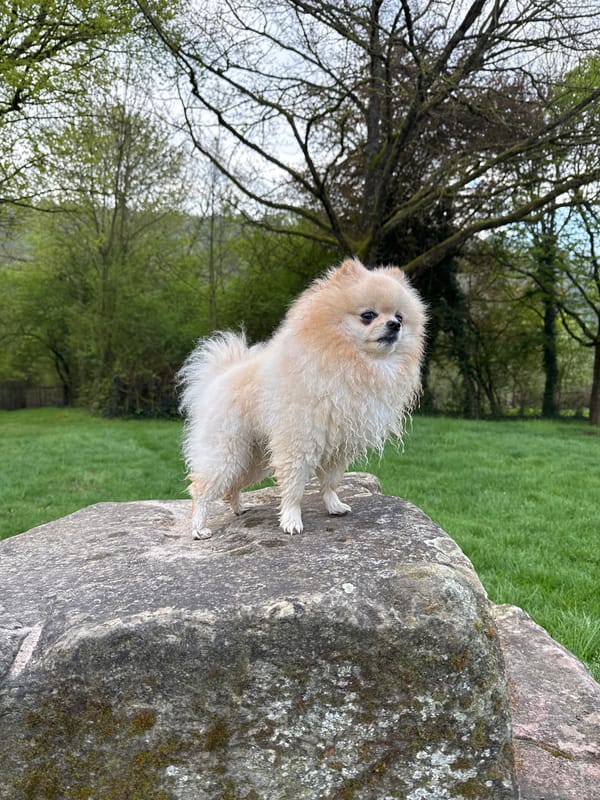 Small dog spotted in multiple locations in German town