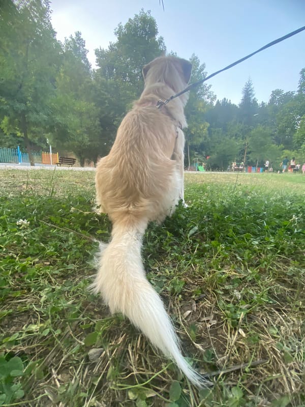 Two dogs on a lazy summer afternoon in a Blagoevgrad park