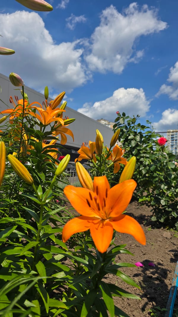 Summer garden in full bloom, Kyiv
