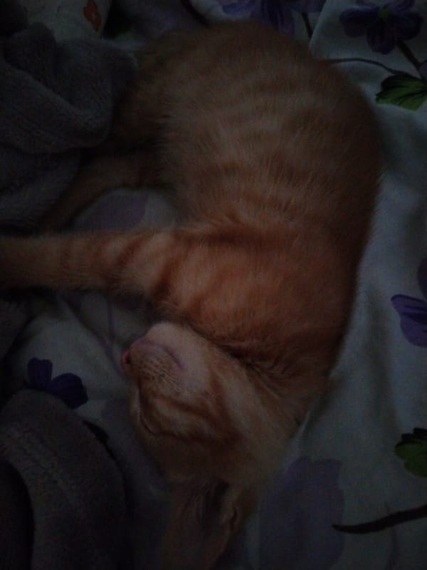 Lazy evening at home with a sleeping kitten