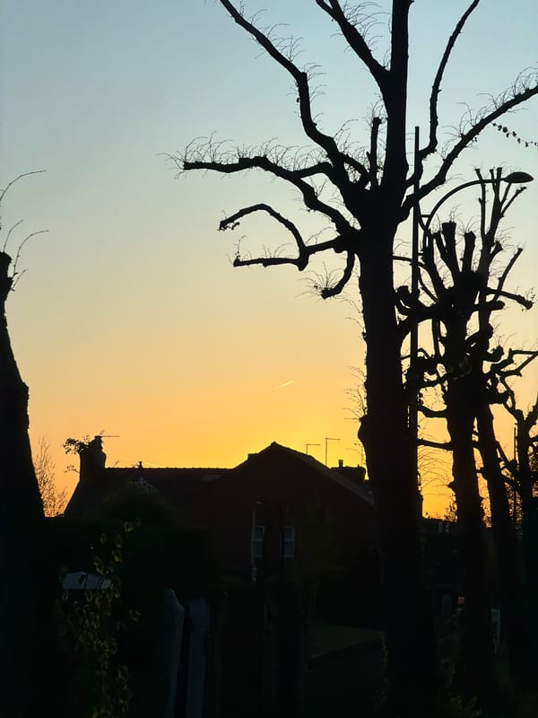 Bare tree silhouetted against gradient sky in Chester
