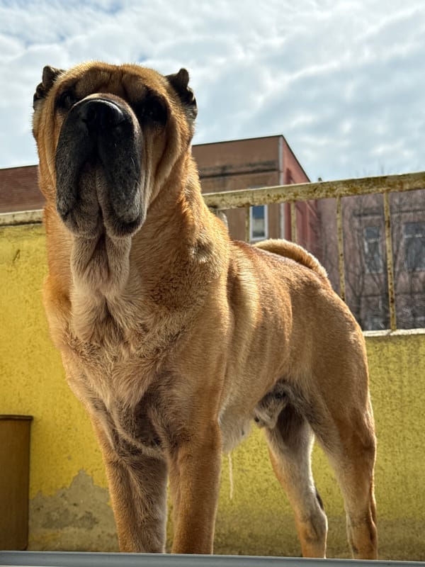 Dogs spotted in residential areas of Varna, Bulgaria