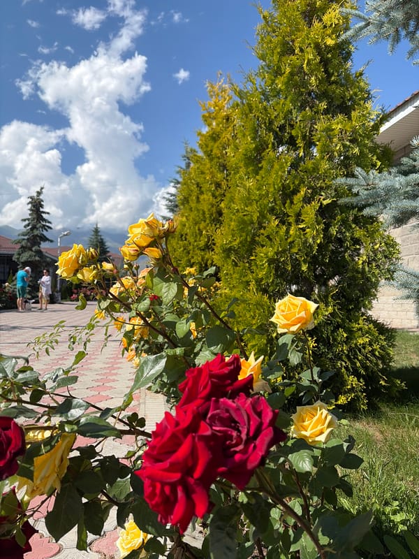 Selfies and rose garden shots in a sunny outdoor setting