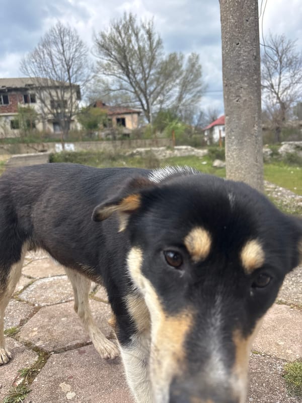 Dog photos and casual moments captured in Bulgarian villages