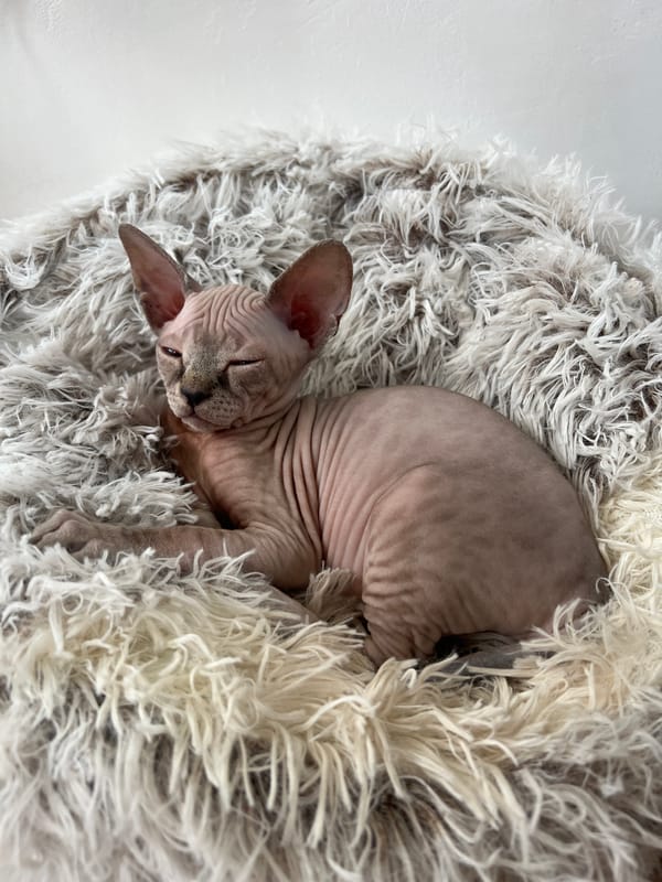 Sphynx cat sleeps peacefully in fluffy bed in Russia