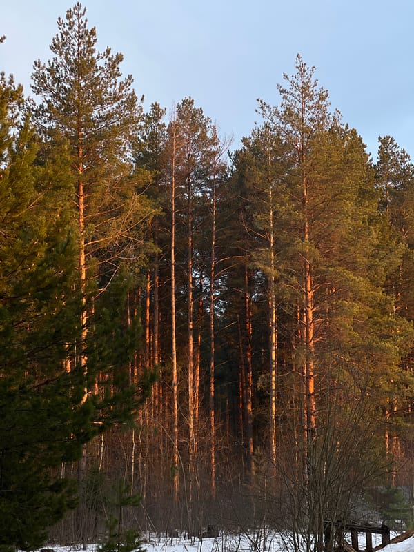 Pine forest captured at golden hour in Chaikovsky, Russia
