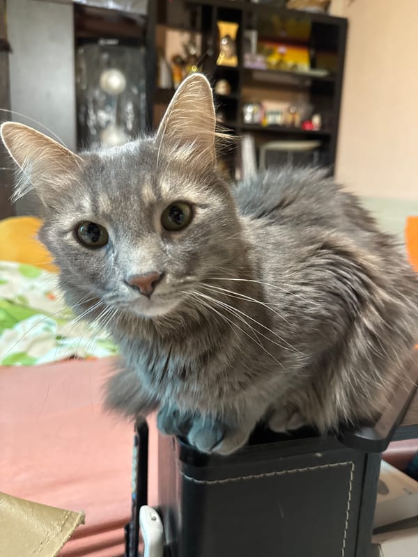 Person shares quiet morning moments with cats in Sofia apartment
