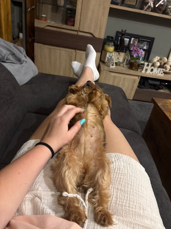 Small tan dog receives belly rub from owner indoors
