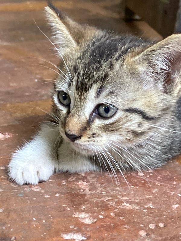 Kitten and outdoor selfie captured in Los Velásquez, Venezuela