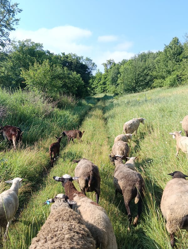Mixed flock grazes and moves across sunny rural hillsides