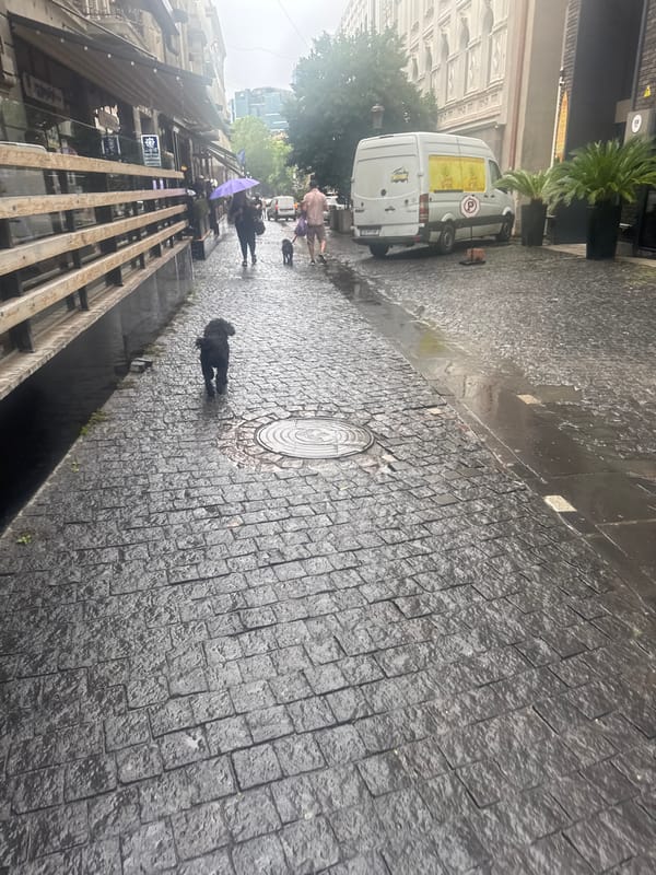 Morning street life documented across rainy Tbilisi neighborhoods