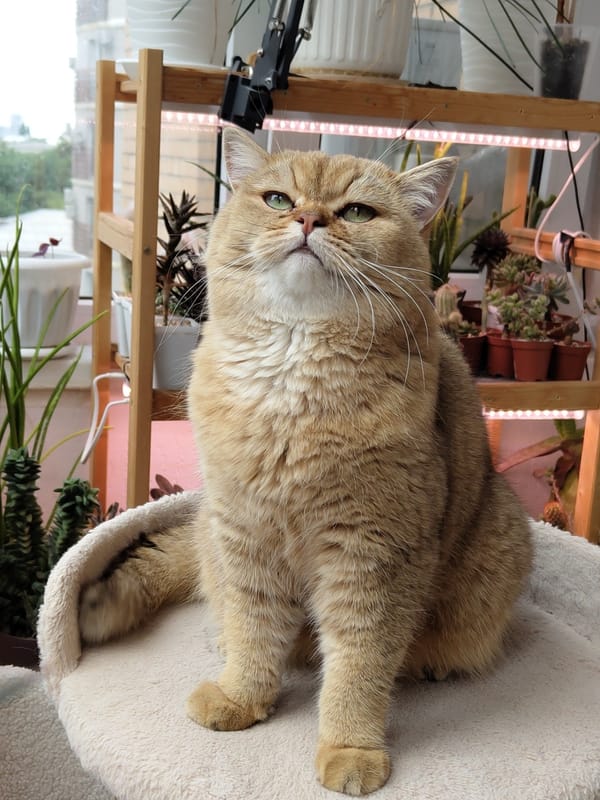 Golden British Shorthair cat photographed around a Krasnodar home