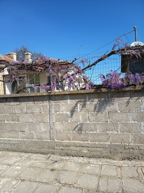 Spring wisteria blooms along residential fence in Sungurlare, Bulgaria