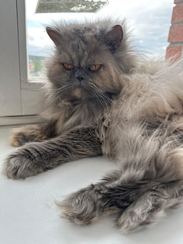 Gray cat spotted resting on windowsill in Chaikovsky, Russia
