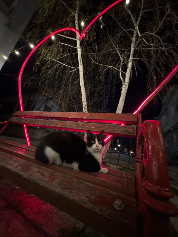 Evening stroll captures illuminated Varna streets and curious cat