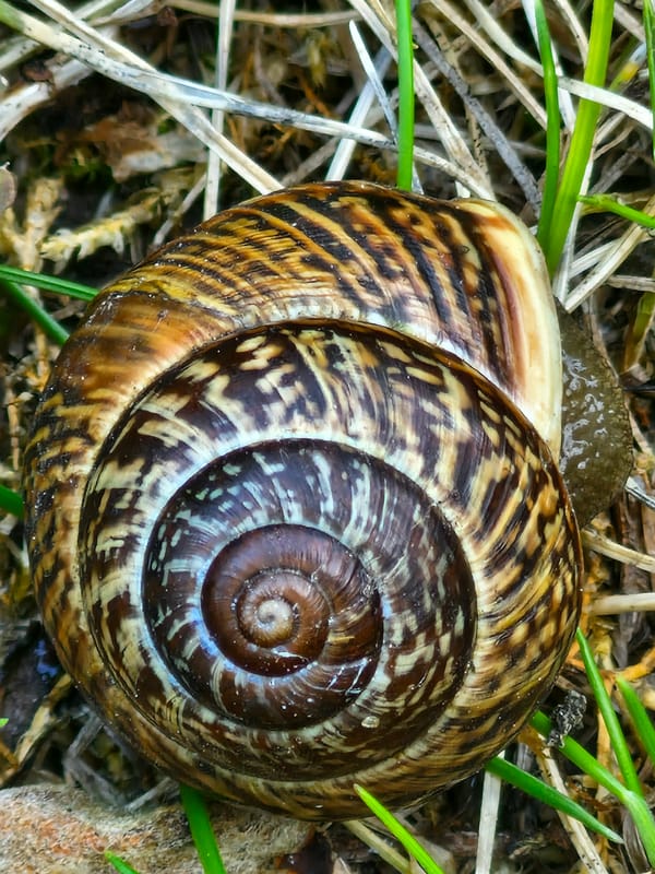 Garden life in Klaipėda: plants, critters, and summer afternoon details