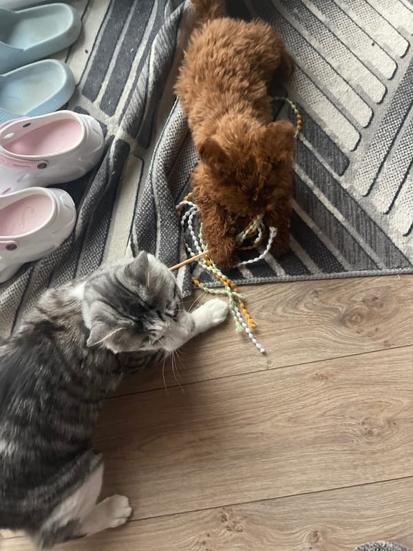 Poodle puppy and tabby cat play together indoors