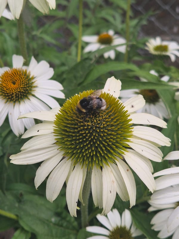 Zoo walk: birds, a wallaby, and bees on summer blooms