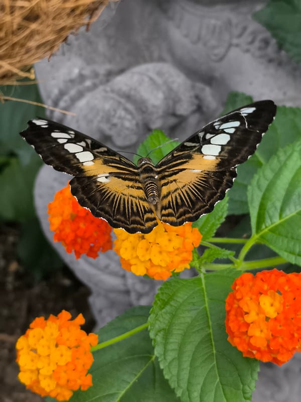 Butterflies, exotic birds observed at Waarland botanical facility
