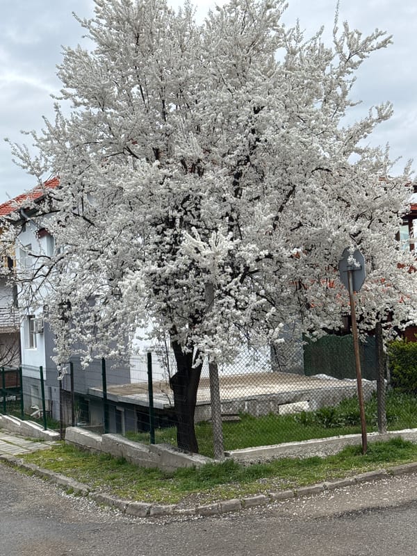 White flowering tree blooms in Kyustendil, Bulgaria