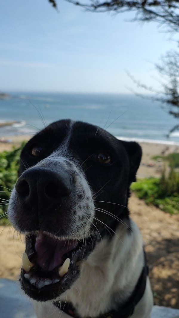 Dog photographed howling on beach ledge in Chorrillos, Peru