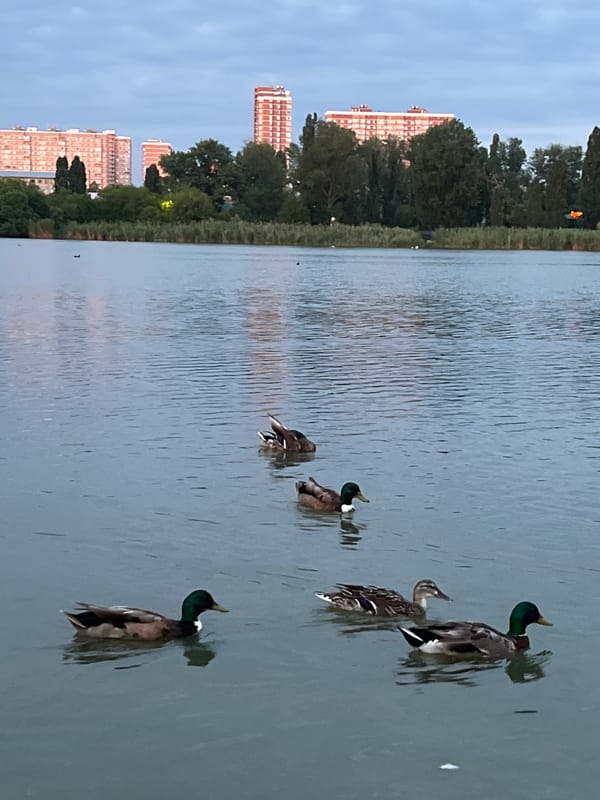Krasnodar park at dusk: rides, waterfront, and summer crowds