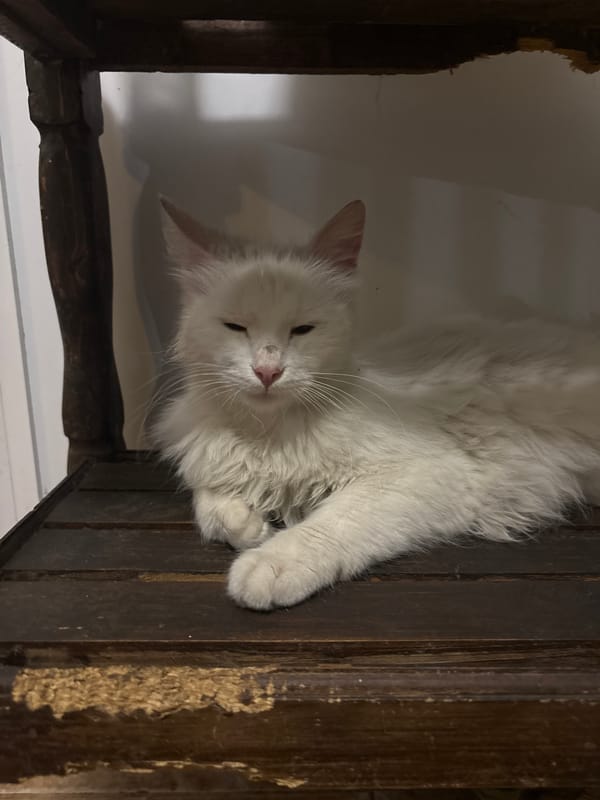 Domestic animals documented in Asenovgrad homes during evening hours