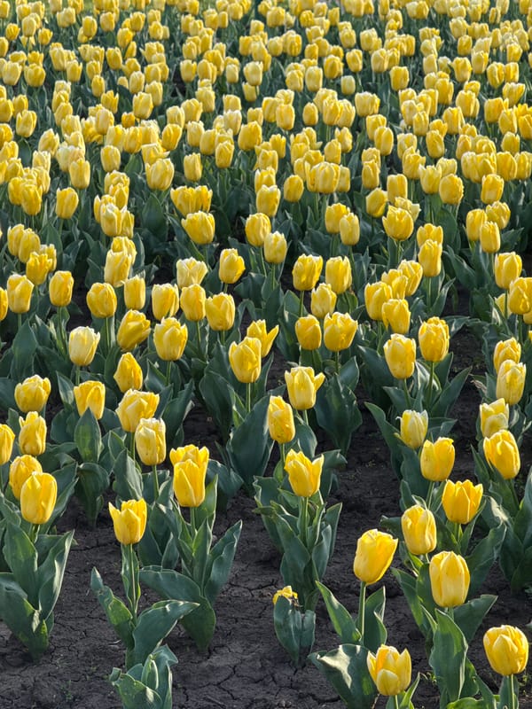 Yellow tulip gardens documented in Dobrich, Bulgaria park