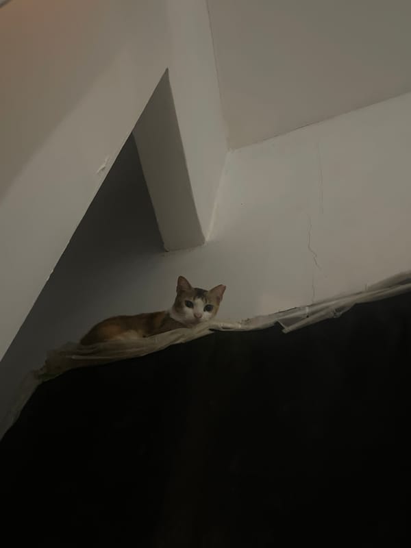 Calico cat at home, shot from every angle imaginable