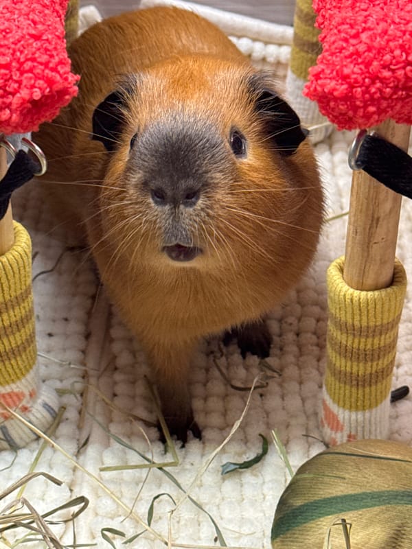 Close-up portraits of guinea pigs in various cozy settings