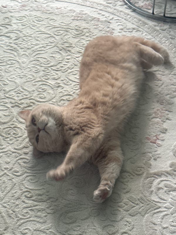 Cat observed in relaxed positions during morning hours