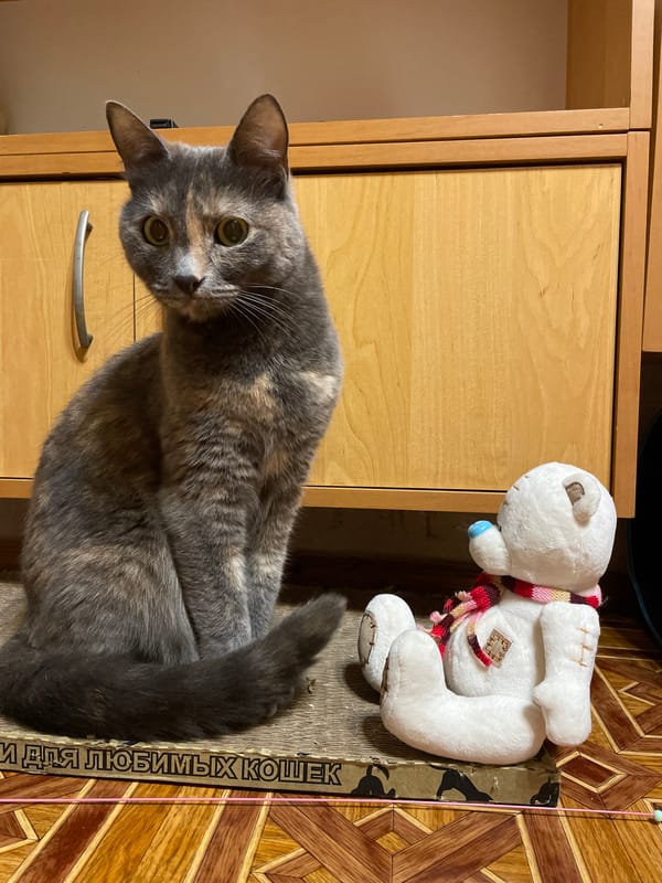 Cats and a meditation book in a Sevastopol home