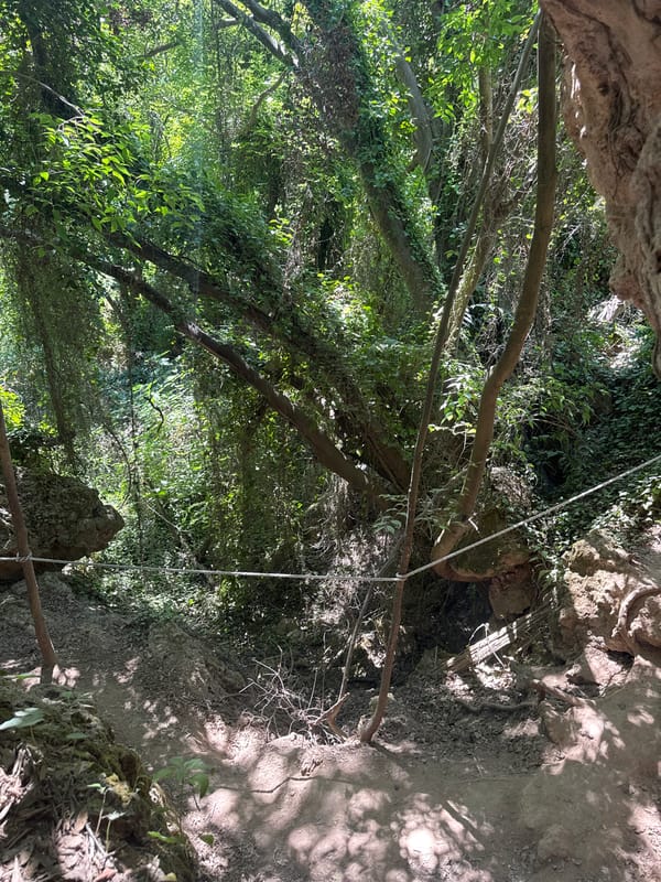 Morning hike through forested trails in Anna, Spain