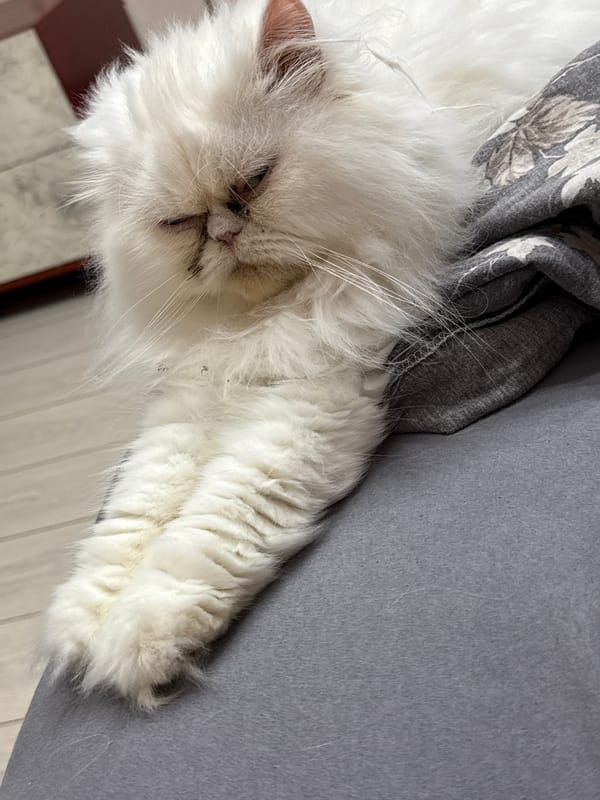 White Persian cat deep in rest mode, Burgas