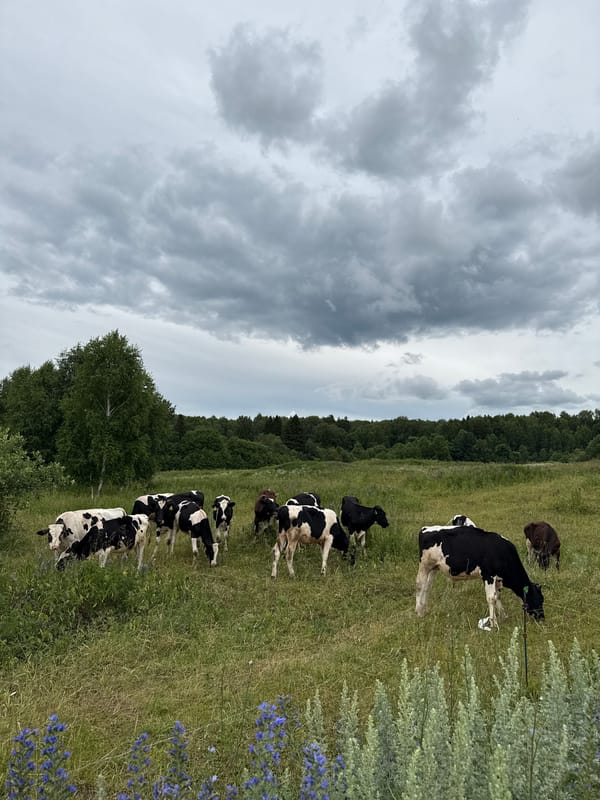 Family day out among grazing herds in rural Ural countryside