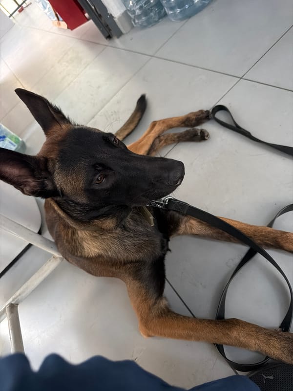 Two working dogs chilling in a Rostov utility room