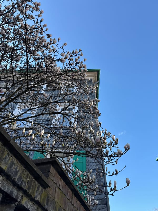 Spring scenes documented in residential Remscheid neighborhood