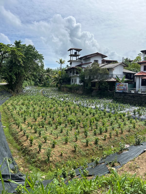 Newly planted field with black plastic mulch, Udukawa, Sri Lanka